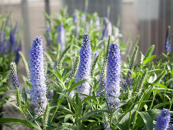 Vernique Shining Sea Veronica