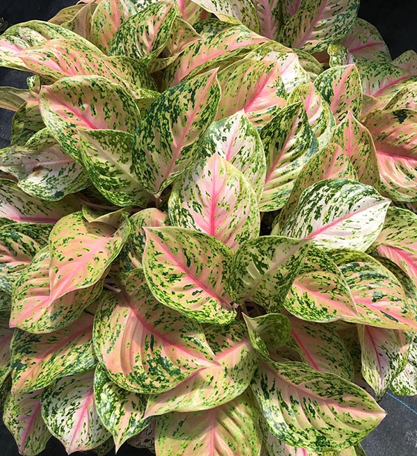 Two Tone Moonstone Colorful Aglaonema