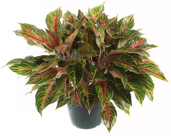 Georgi’s Ruby Colorful Aglaonema