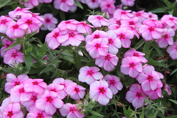 Gisele Annual Phlox
