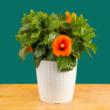 Tropical Hibiscus Apollo Garden | medium