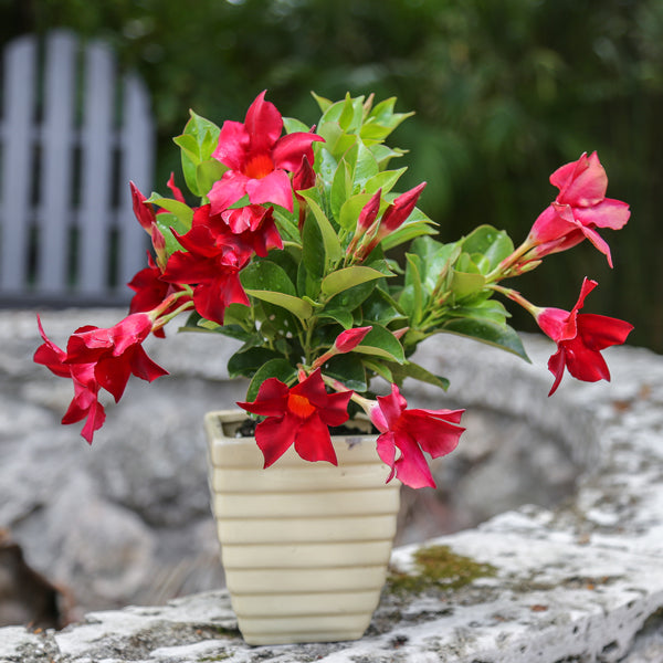 Tropic Escape® Mounding Red Mandevilla