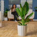 Dieffenbachia Crocodile | large