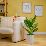 Dieffenbachia Crocodile | large