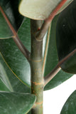 Ficus Burgundy Rubber | large