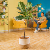 Fiddle Leaf Fig Tree | large