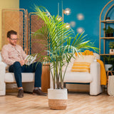 Majesty Palm | large