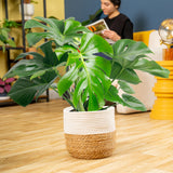 Monstera Deliciosa | large