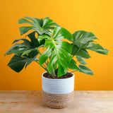 Monstera Deliciosa | large