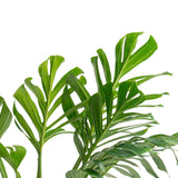 A closeup foliage image of the 10in Monstera Pinnatipartita. The leaves are large and have fenestrations. 