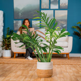 Monstera Pinnatipartita | large