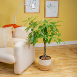 Money Tree | large