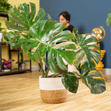 Thai Constellation | large