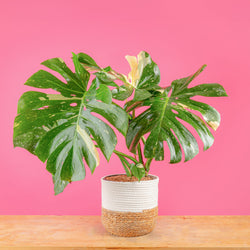 Monstera Burle Marx Flame | medium