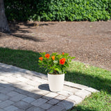 Tropical Hibiscus Constellation Andromeda | medium