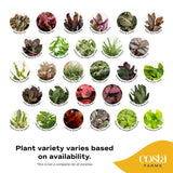 Assorted Foliage | teacup