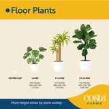 Ficus Tineke | large