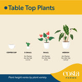 Philodendron Golden Crocodile | medium