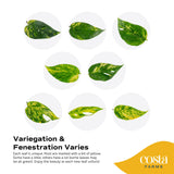 Epipremnum pinnatum Yellow Sunrise | medium