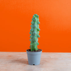 Monstera Burle Marx Flame | medium