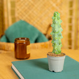 Fukuro Cactus | teacup