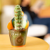 Spiral Unicorn Cactus | teacup