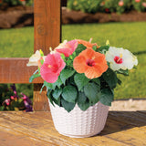 A lifestyle image of the tricolor hibiscus. The plant has white, pink, and orange blooms.