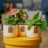 Exotic Angel Clean Air Three Pack | small