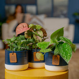 Exotic Angel Clean Air Three Pack | small