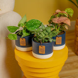 Exotic Angel Clean Air Three Pack | small