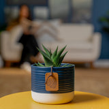 Haworthia Pumila Succulent | small