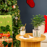 Norfolk Island Pine | small