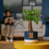 Mini Money Tree | small