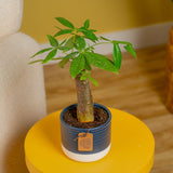 Mini Money Tree | small