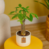 Mini Money Tree | small