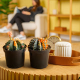 Variegated Moon Cactus | small