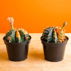 Hoya Sunrise | medium