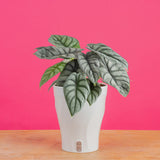 Alocasia Silver Dragon | medium