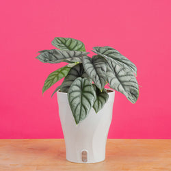 large monstera esqueleto plant with many fenestrations in a modern white fluted pot, set against a bright pink background