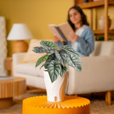 Alocasia Silver Dragon | medium