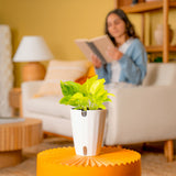 Epipremnum Champs Élysées | medium