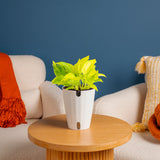 Epipremnum Champs Élysées | medium