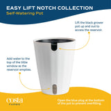 Scindapsus treubii Moonlight | medium