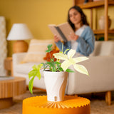 Philodendron Florida Ghost | medium