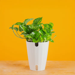 Albo Pothos | medium