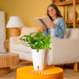 Global Green Pothos | medium