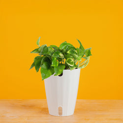 Albo Pothos | medium