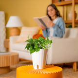 Lemon Meringue | medium