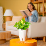 Lemon Top Pothos | medium