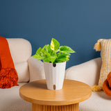 Lemon Top Pothos | medium